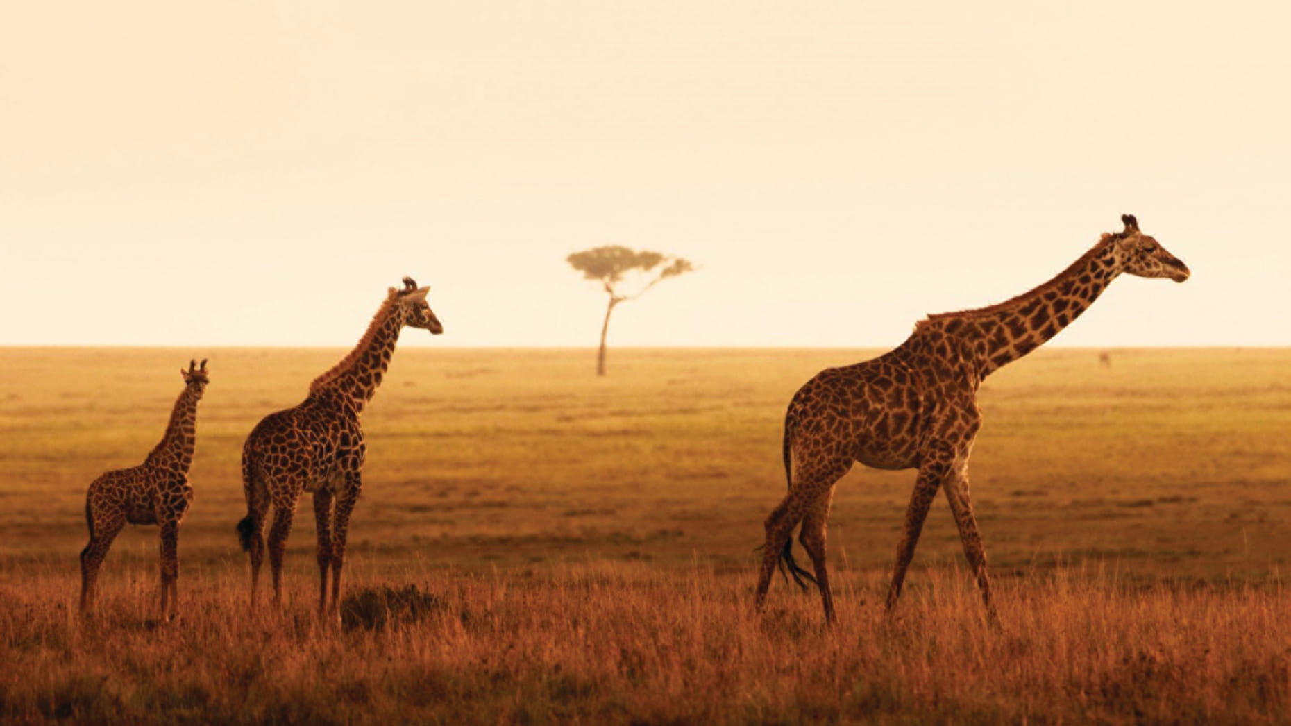Four Seasons Safari Lodge Serengeti image