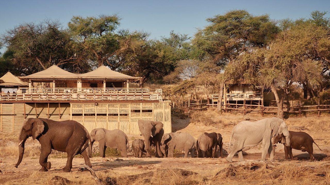 Pack of elephants walking next to Bwlmond Savute Elephant Lodge