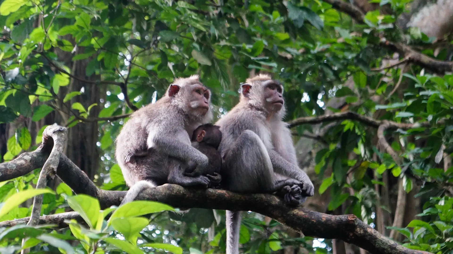 Destinations Toplists - Top 10 Unmissable Things to Do in Bali in 2025